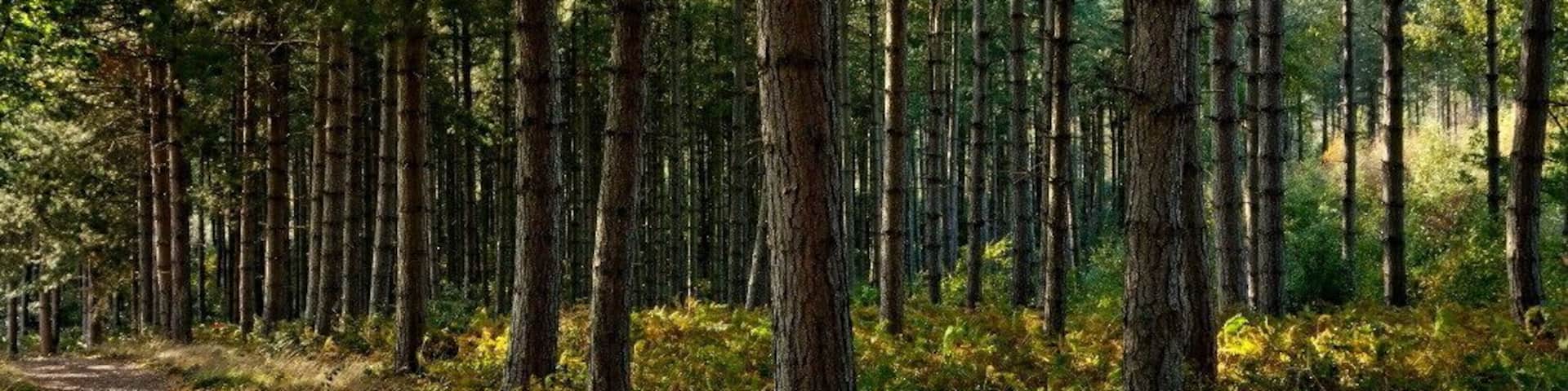 A forest path surrounded by tall trees and undergrowth.