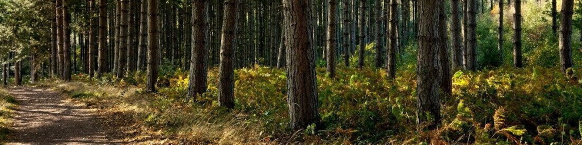 Uma trilha na floresta, rodeada por árvores altas e vegetação densa.