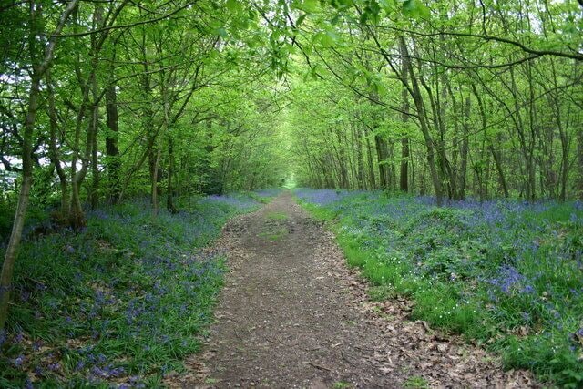 Bluebells in the Woods When the sun is out this is a gorgeous scene, sadly the sun was lacking this day. A bridlepath through, and near to the edge of Bishops Wood.