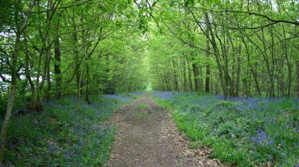 Bluebells in the Woods When the sun is out this is a gorgeous scene, sadly the sun was lacking this day. A bridlepath through, and near to the edge of Bishops Wood.