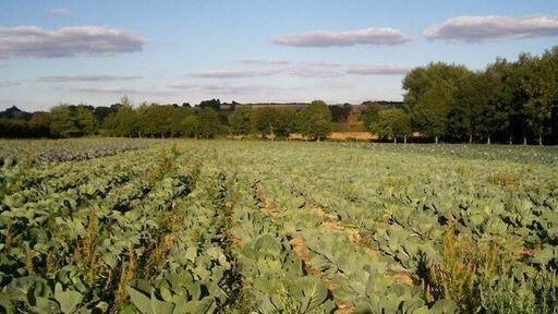 Cabbages. Purple to the left, white centre and savoy to the right. From the field North of Pudlicott Mill.