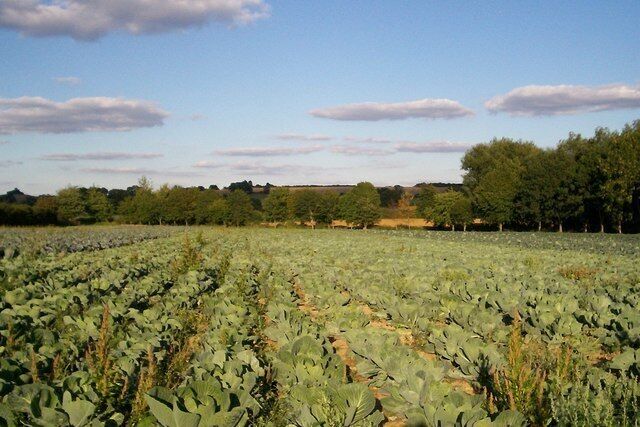 A field of leafy greens under a clear sky.