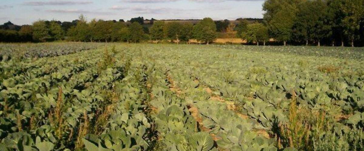 A field of leafy greens under a clear sky.