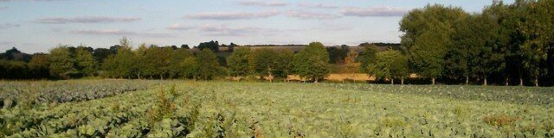 A field of leafy greens under a clear sky.