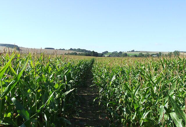Footpath through the Maize Field, near Brockton, Shropshire The maize here is about 1.8m high (six feet) and the cobs, although not yet ripe or showing are developing to a good size; whether it is sweetcorn - I know not. The footpath is clearly maintained across the field towards Brockton.