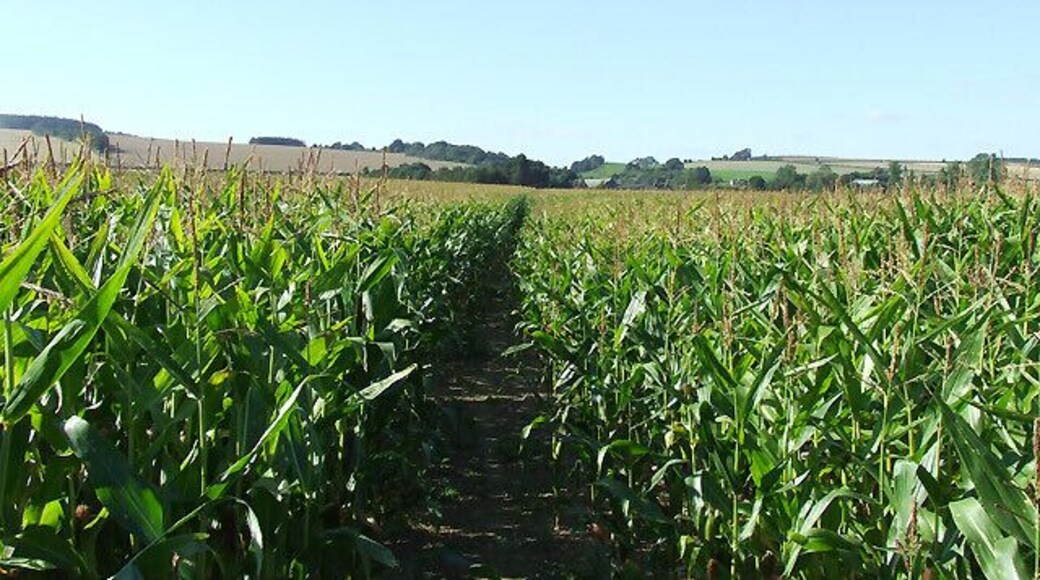 Footpath through the Maize Field, near Brockton, Shropshire The maize here is about 1.8m high (six feet) and the cobs, although not yet ripe or showing are developing to a good size; whether it is sweetcorn - I know not. The footpath is clearly maintained across the field towards Brockton.