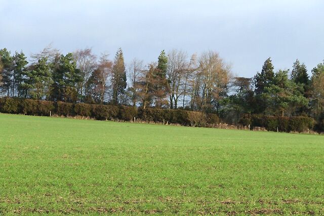 Farmland near Brockton, Shropshire The public footpath across this field has not been trodden much recently!