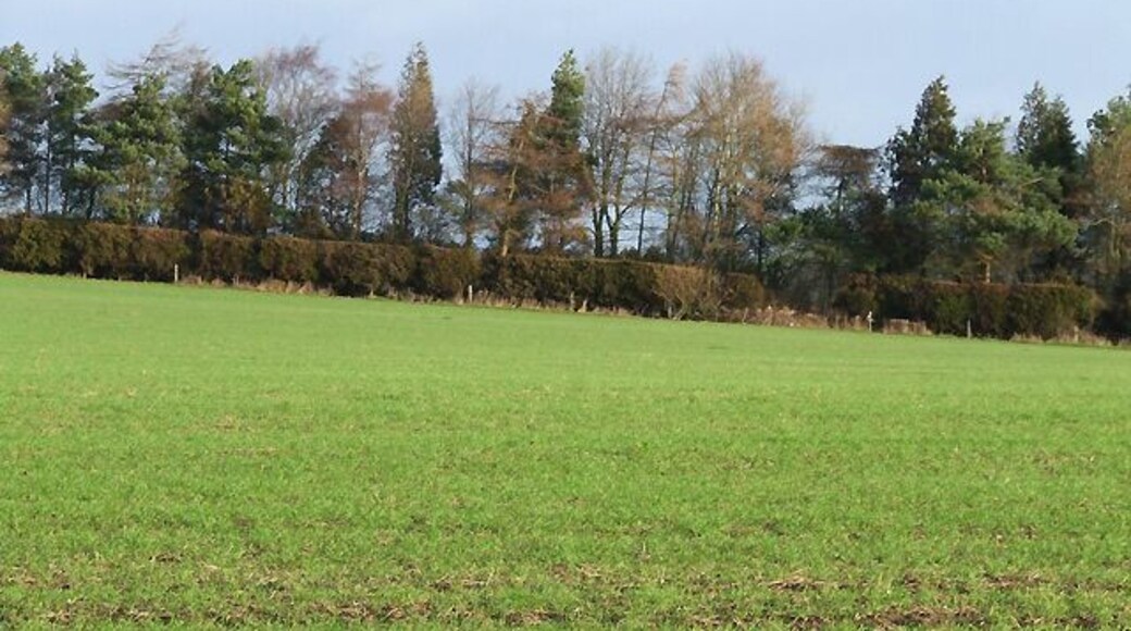 Farmland near Brockton, Shropshire The public footpath across this field has not been trodden much recently!