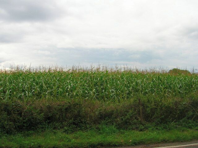 Maize Field, Eastdean Hill. Taken from Selhurst Park Road.
