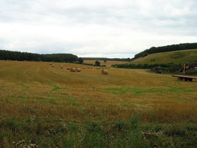Farmland near Pond barn. Looking up the farmed land that separates the woodland in this coomb.