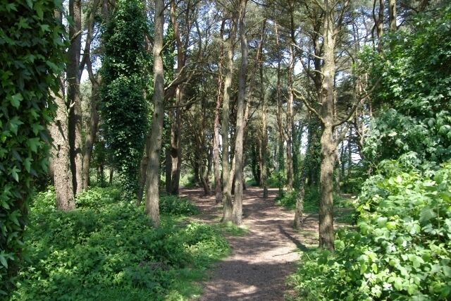 Wheat Hill Plantation. A view through part of Wheat Hill Plantation, near Exmouth, Devon.