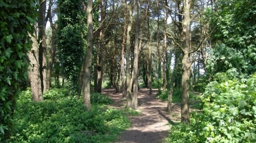 Wheat Hill Plantation. A view through part of Wheat Hill Plantation, near Exmouth, Devon.