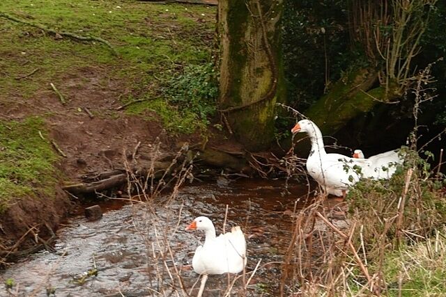 We're in charge These geese were keeping a watchful eye on us as we passed, on the road.