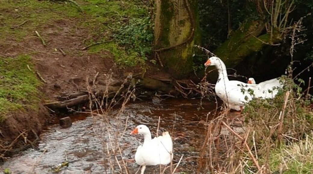 We're in charge These geese were keeping a watchful eye on us as we passed, on the road.
