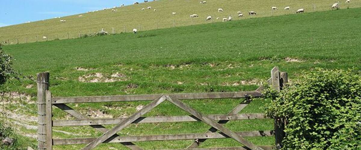 A wooden gate, green grass, and sheep on a hill.
