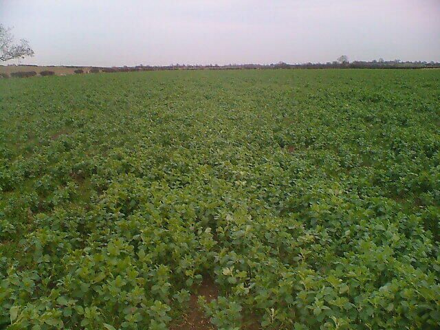 Bean Crop. Next year's baked beans