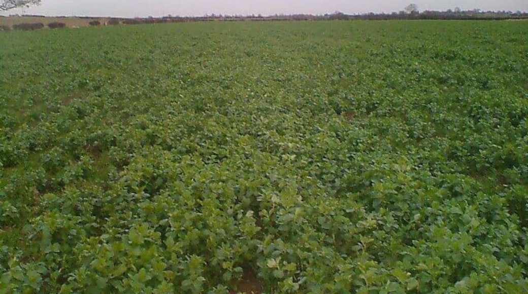 Bean Crop. Next year's baked beans