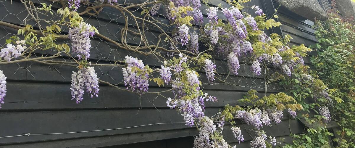 Wisteria on a thatched cottage in Suffolk