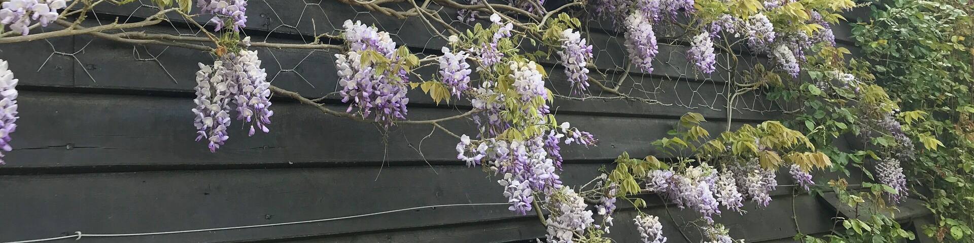 Wisteria on a thatched cottage in Suffolk