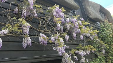 A building with purple wisteria vines climbing its exterior walls.