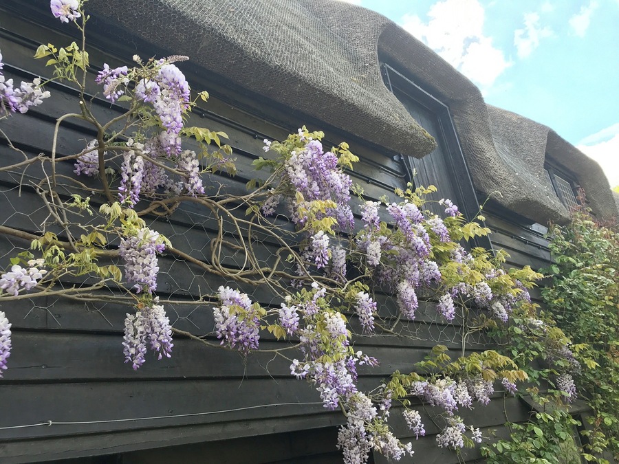 Wisteria on a thatched cottage in Suffolk