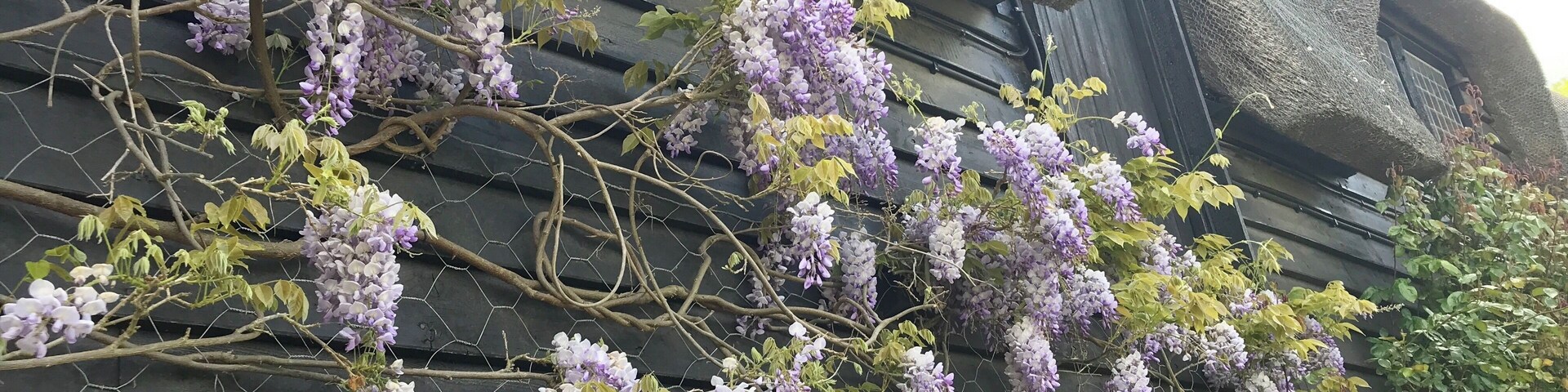 Wisteria on a thatched cottage in Suffolk