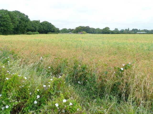 Arable crop north of Bookers Lane Can anyone ident the crop, please?