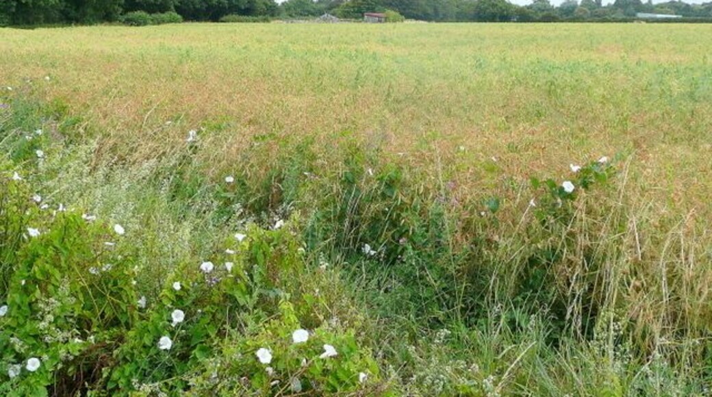 Arable crop north of Bookers Lane Can anyone ident the crop, please?