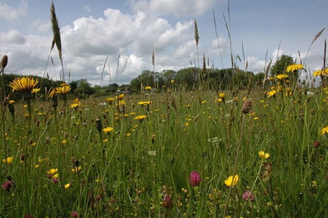 Wild flowers at Queest Moor