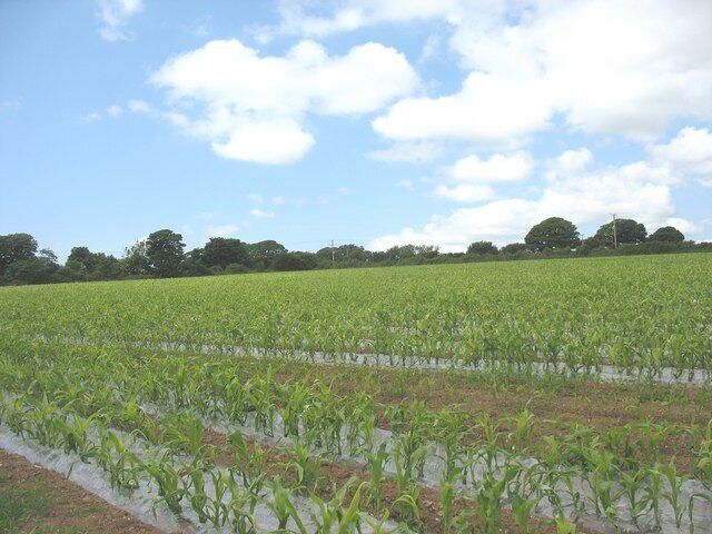 A field of maize at Yr-allt Farm