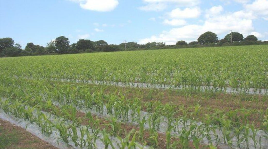 A field of maize at Yr-allt Farm