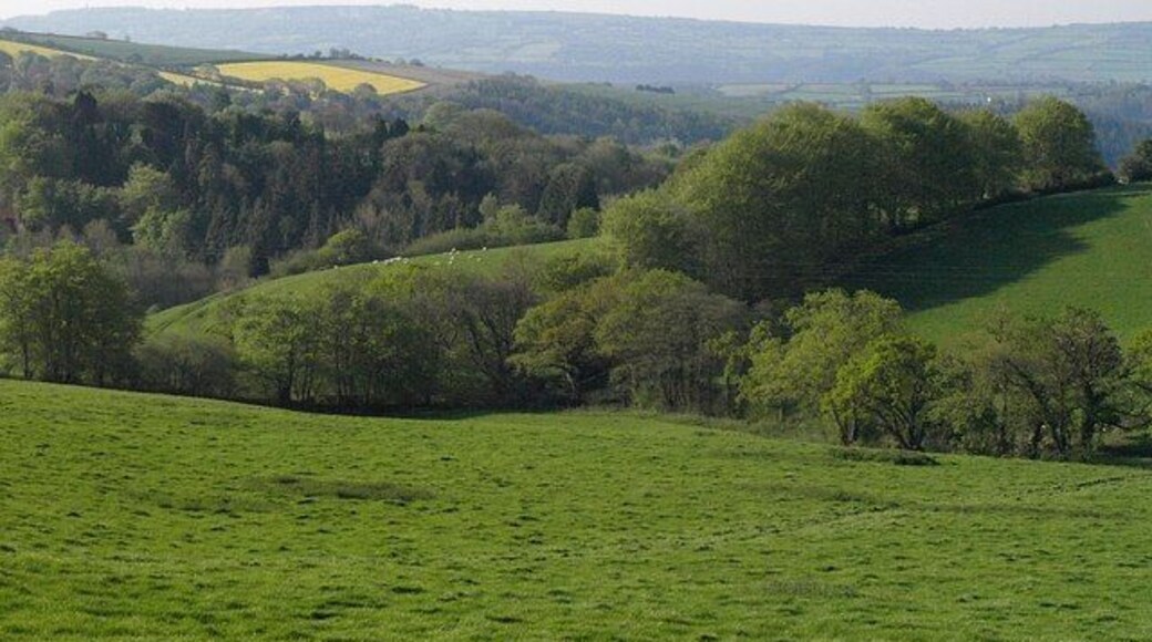Countryside near Endsleigh. A view from the B3362 east of Eastacott. The striking field boundary composed of newly-leafed trees forms part of the parish boundary between Dunterton and Milton Abbot. The valleys lead down to the Tamar past 468013.