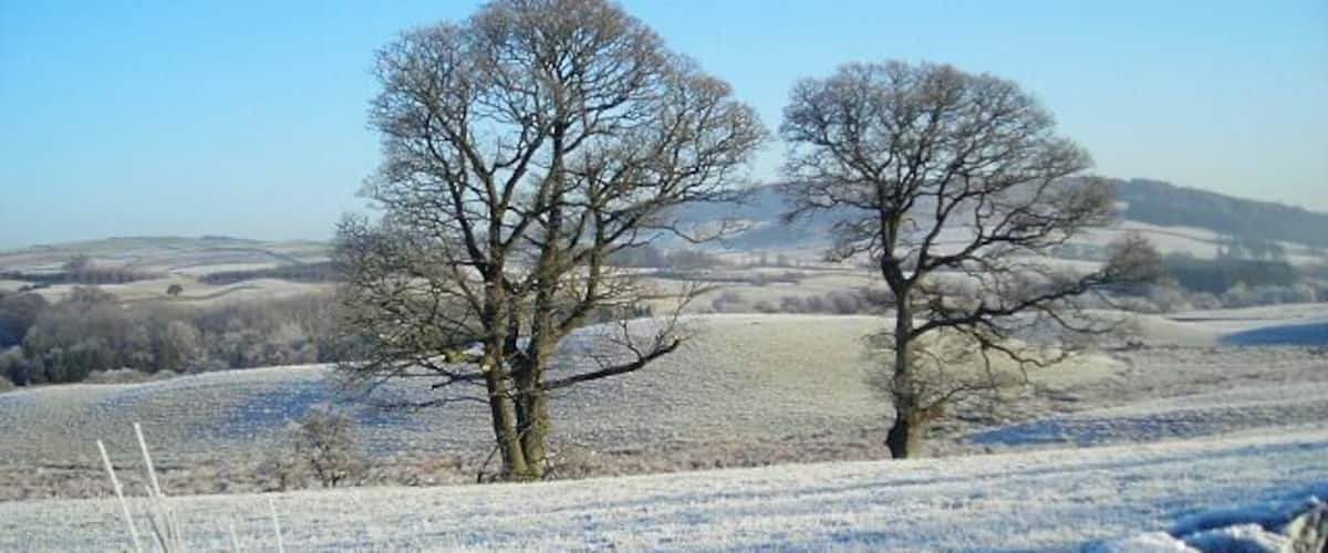 Paesaggio invernale con due alberi spogli e un muro in pietra in primo piano.