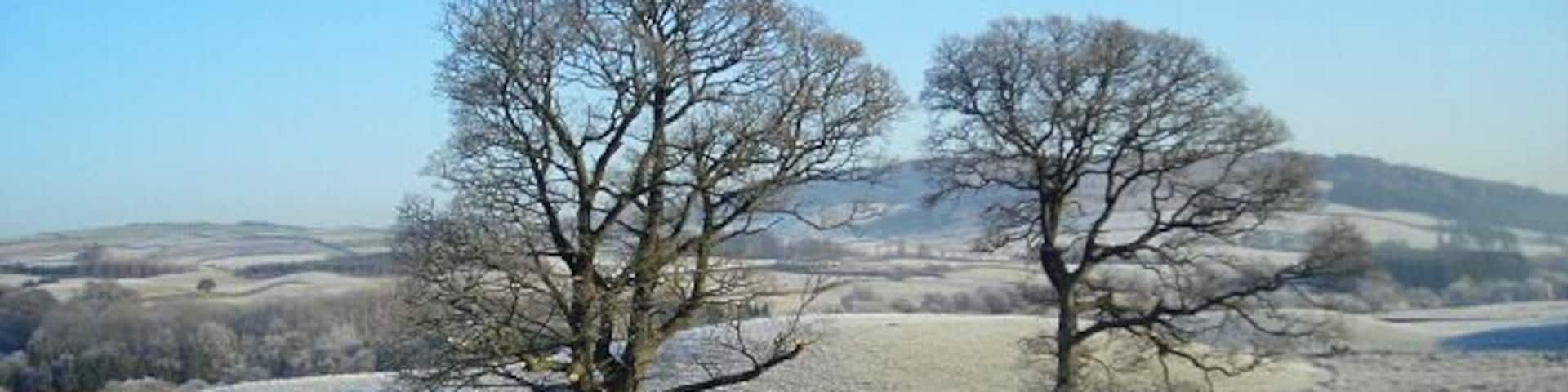 A frosty landscape with two leafless trees and a stone wall in the foreground.