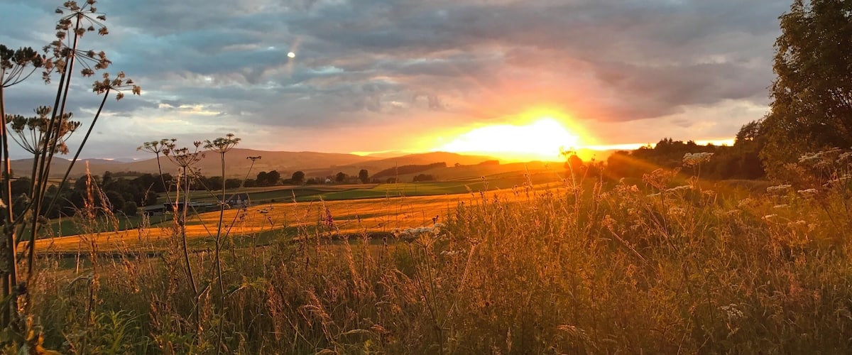 A sunset over a field with wildflowers and a cloudy sky.