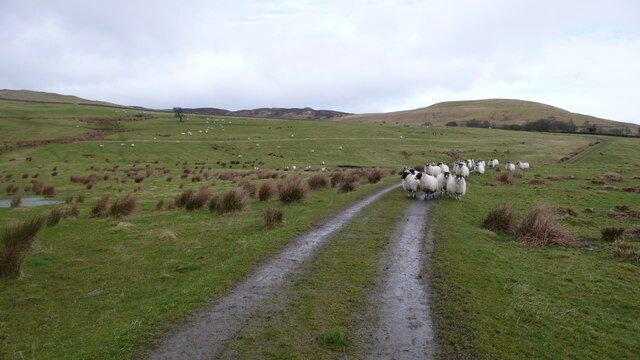 Sheep grazing on Scaur Farm Lots of sheep on the low ground.