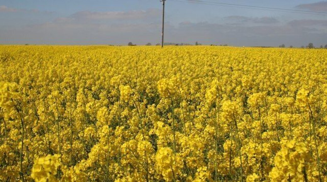 Oil Seed Rape A solitary telegraph pole in a sea of yellow