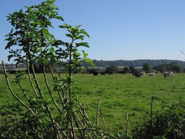 Curious cows Cows turn from their munching to wonder why someone is leaning over the electric fence to take a picture of them.