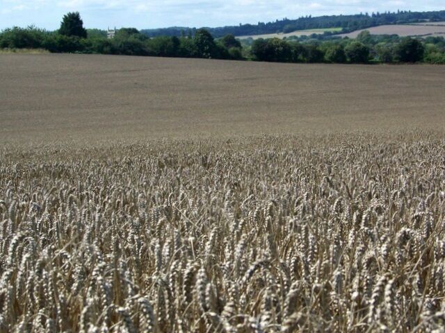 Wheat field near Downton The field is ready for harvest. In the very far distance is the tower of St Leonards Church, Downton.