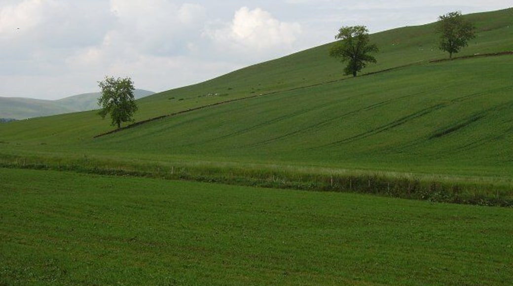 Blythe Hill. Spring sown arable crops on the western side of Blyth Hill.