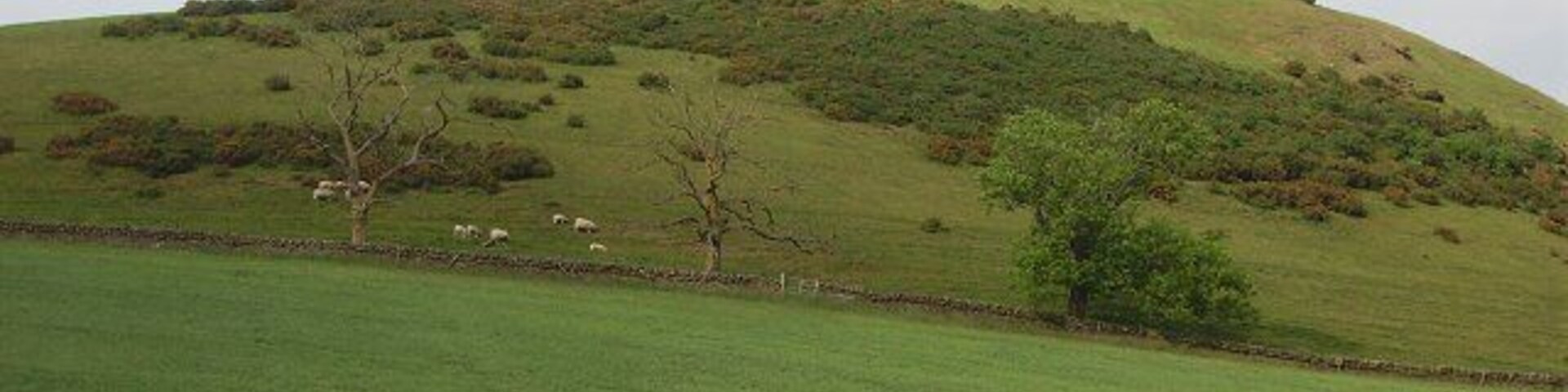 Blyth Hill. Colour stating to go from the hill grass as the dry spell continues. 308m hill above a distinctive gap in the hills between Blythe Bridge and Dolphinton.