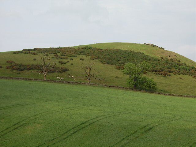 A green hillside with sheep grazing and a stone wall.
