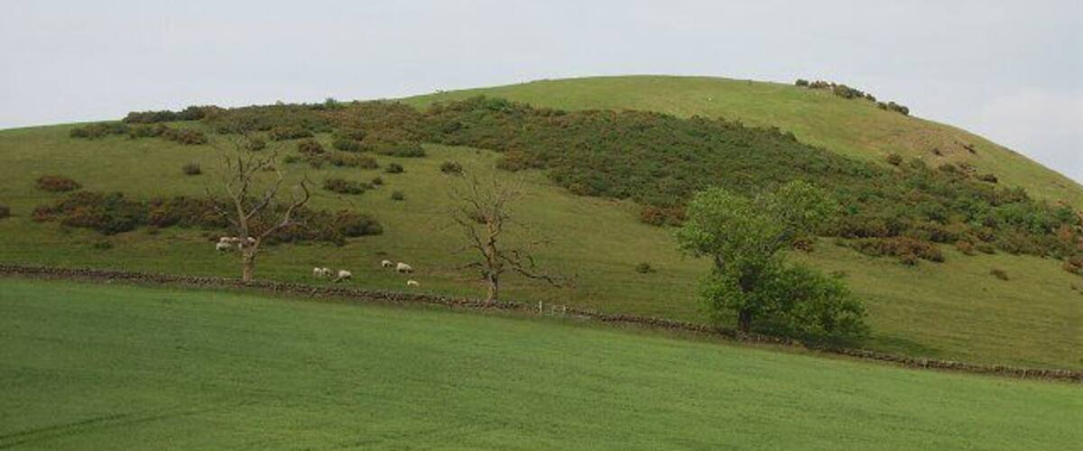 A green hillside with sheep grazing and a stone wall.