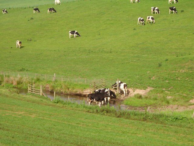 Tarth Water. Cattle drinking in the Tarth Water. The dairy industry is holding on here.