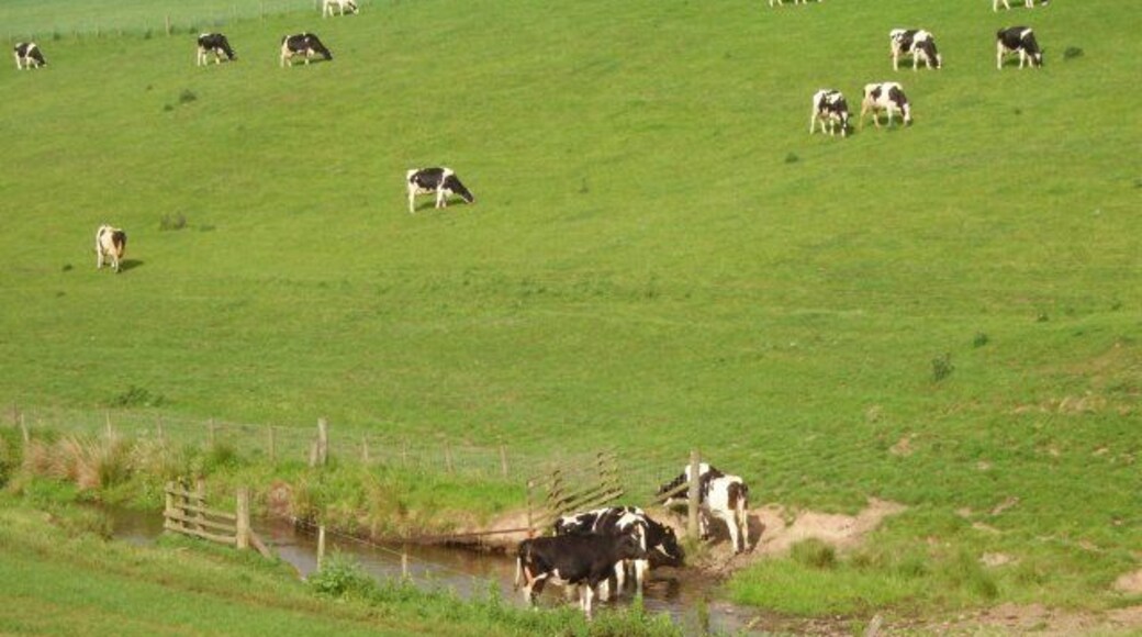 Tarth Water. Cattle drinking in the Tarth Water. The dairy industry is holding on here.