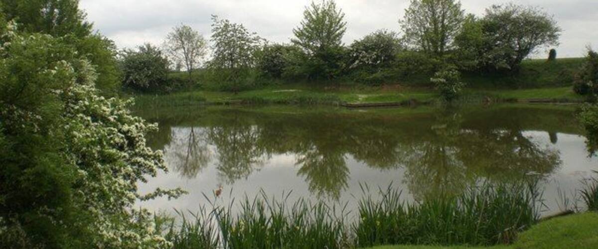 A pond surrounded by trees and grass.