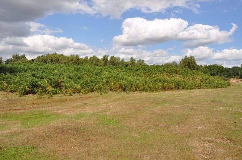 Broome Heath Long Barrow, near to Broome, Norfolk, Great Britain. A view of one of the only preserved long barrows in Norfolk.