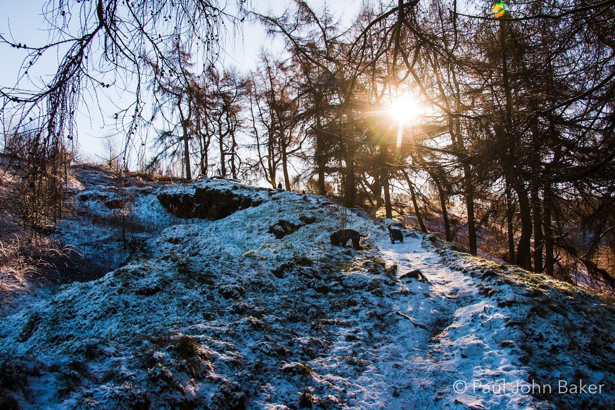 A snowy landscape with a sunlit path and bare trees.
