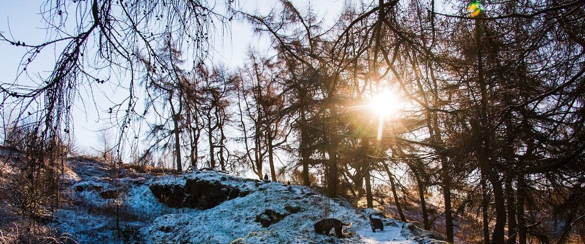 A snowy landscape with a sunlit path and bare trees.