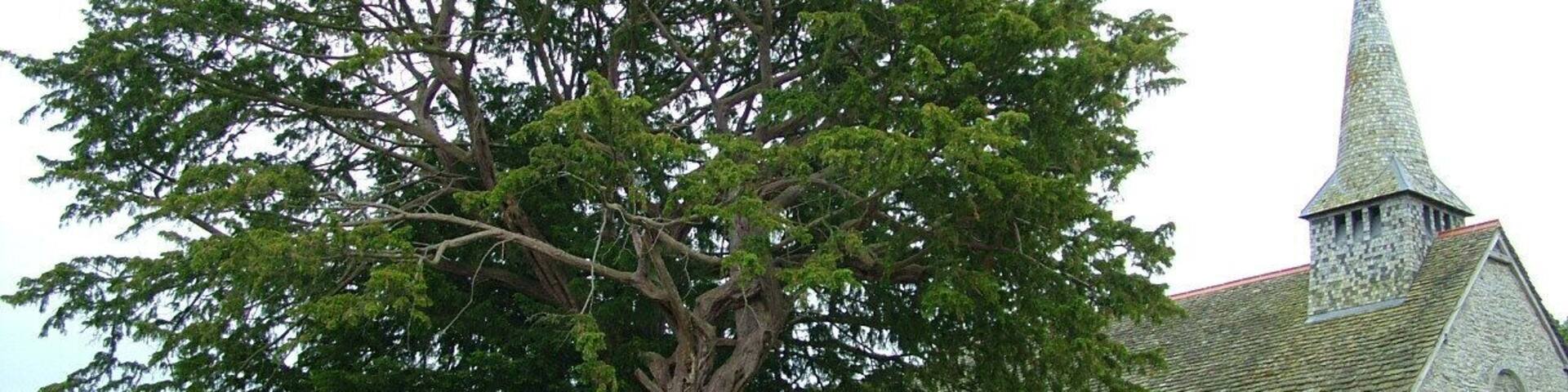 5,000 year-old Yew tree by Discoed Church, Radnorshire.